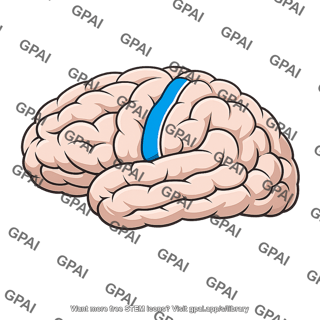 Somatosensory cortex