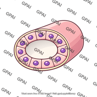 Renal tubule cross section