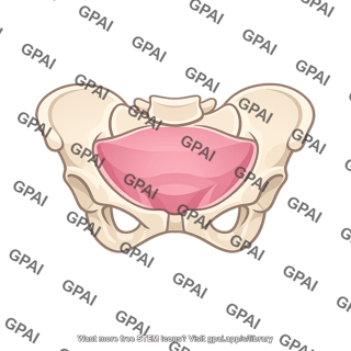 Pelvic cavity