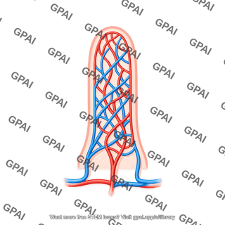 Intestinal villus vasculature increased capillaries