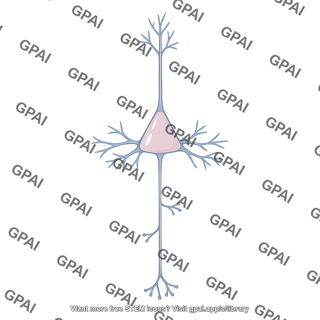 Brain motor cortex neuron
