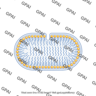 Pill shaped membrane with vesicle bilayer large stage 4