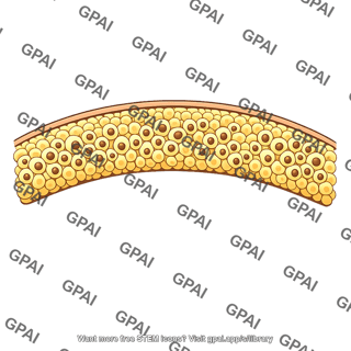 Zona glomerulosa