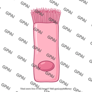 Ciliated epithelial cell