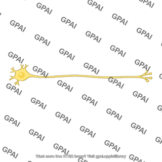 Type c fiber