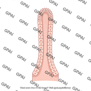 Intestinal villus finger like tall