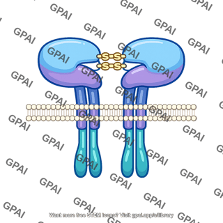 Insulin receptor