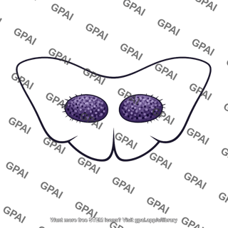 Paraventricular nucleus paired