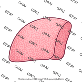 Lung tissue healthy
