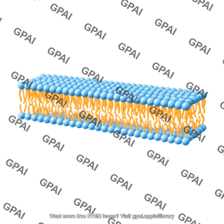 Phospholipid membrane 3d long