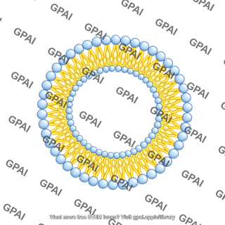 Circle membrane phospholipid bilayer x small