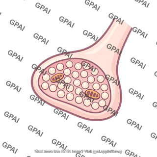 Synaptic terminal