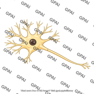 Anterior motor neuron