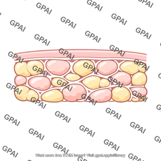 Subcutaneous tissue