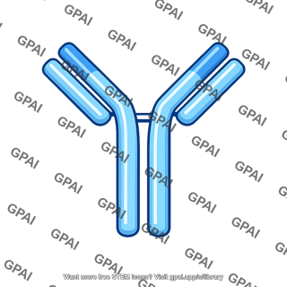 Antibody secreted