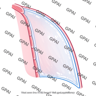 Chest wall pleura