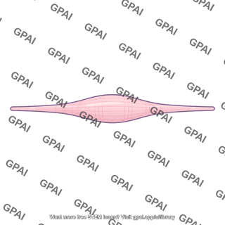 Fusimotor muscle fiber