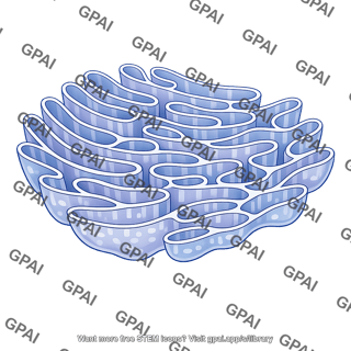 Endoplasmic reticulum