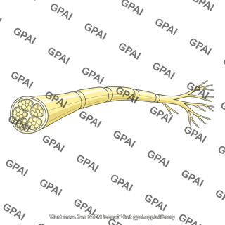 Peripheral nerve