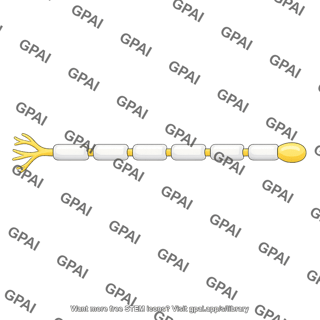 Alpha motor fiber