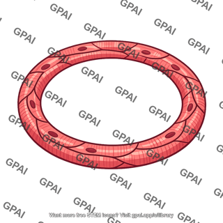 Cardiac muscle strip circular