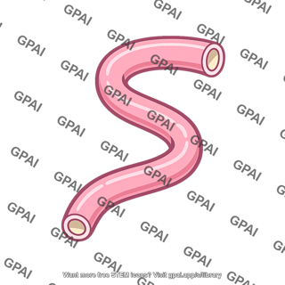 Sweat gland tubule