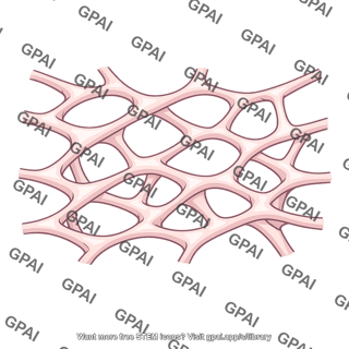 Trabecular meshwork