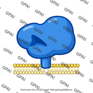 Membrane associated enzyme