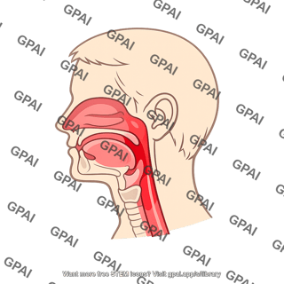 Human upper respiratory tract