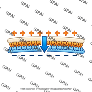 Membrane hyperpolarized