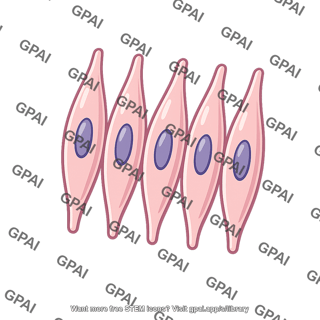 Multi unit smooth muscle