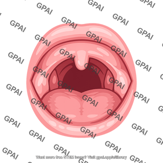 Posterior mouth