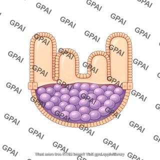 Intestinal epithelium