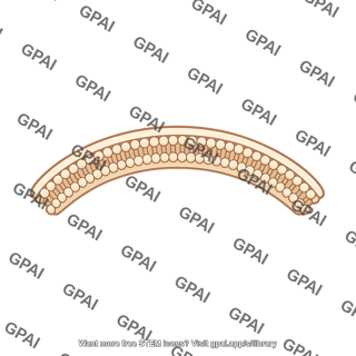 Terminal membrane