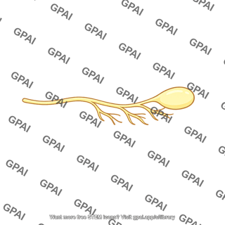 Cutaneous receptor