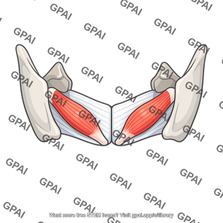 Thyroarytenoid muscle