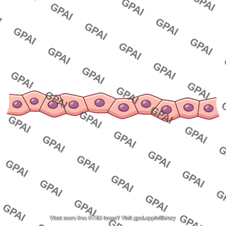 Liver cell plate
