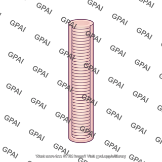 Rod photoreceptor outer segment