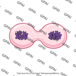 Human cell dividing