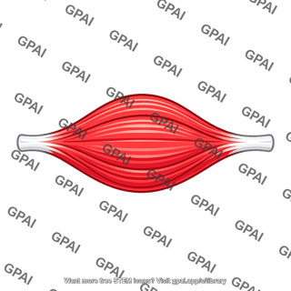 Skeletal muscle bundle