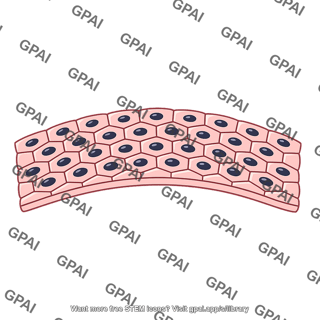 Epithelial tissue