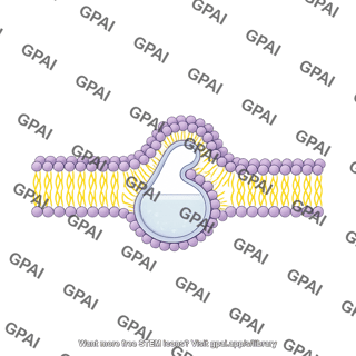 Macropinocytosis bilayer