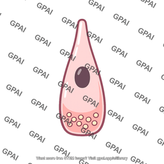 Gastrin cell