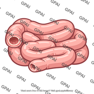 Intestine