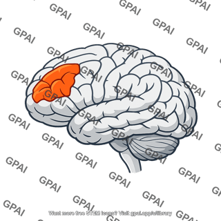Lateral prefrontal cortex