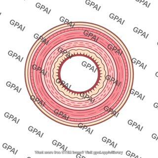 Gastrointestinal tract wall