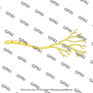 Type a delta nerve ending
