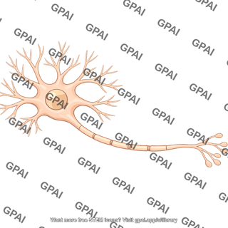 Spinal motor neuron