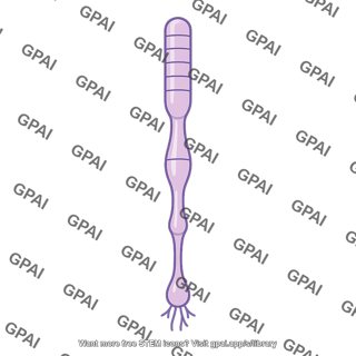 Retinal receptor