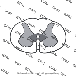 Spinal cord cross section